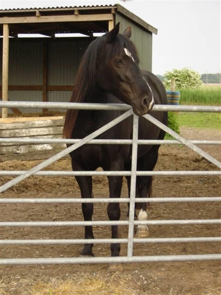 Anden særlig race Gazella RIP - Gazella venter ved lågen.... billede 5