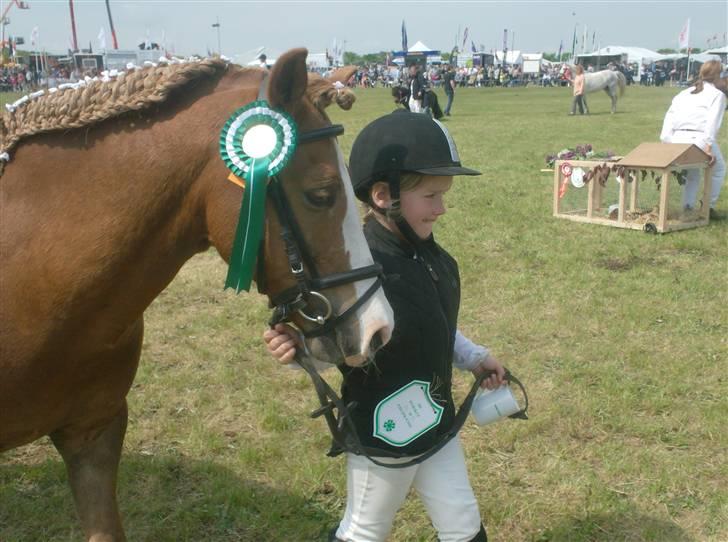 Welsh Pony af Cob-type (sec C) Rafa-L billede 18