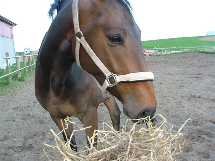 Anden særlig race Tornado<´3 (SOLGT) :´( billede 4