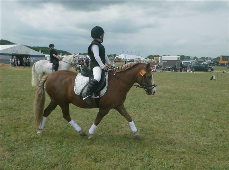 Welsh Pony af Cob-type (sec C) Rafa-L billede 20