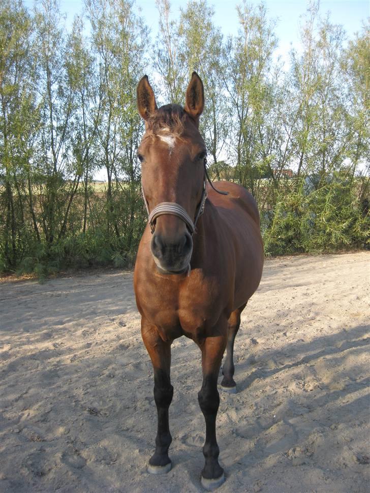 Anden særlig race PW's Tascha  - den smukke billede 1