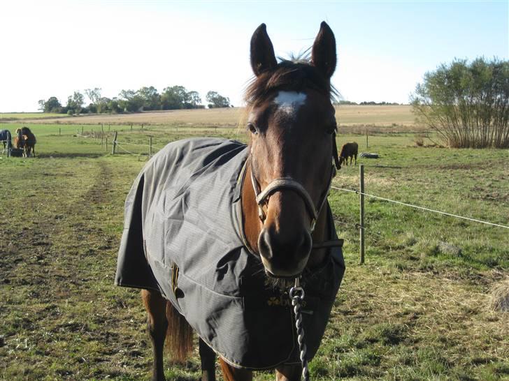 Anden særlig race PW's Tascha  billede 2