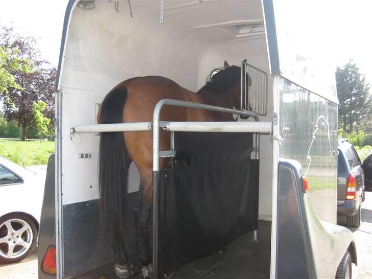 Anden særlig race PW's Tascha  billede 3