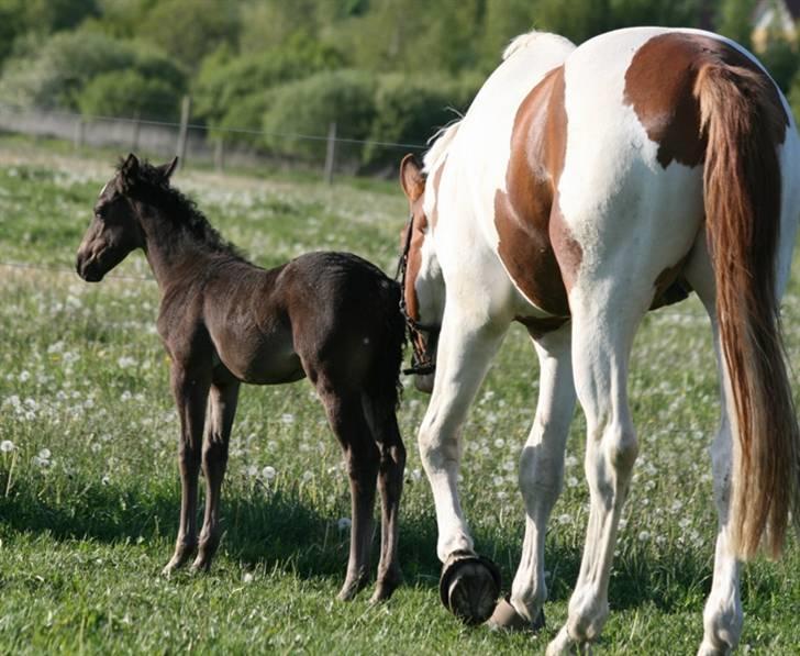 Quarter BB's Black Hot Filly billede 8