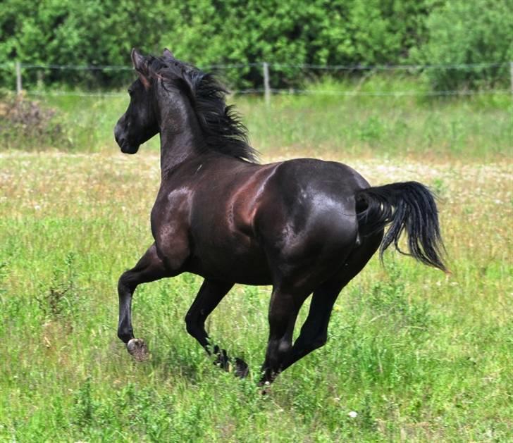 Quarter BB's Black Hot Filly billede 9