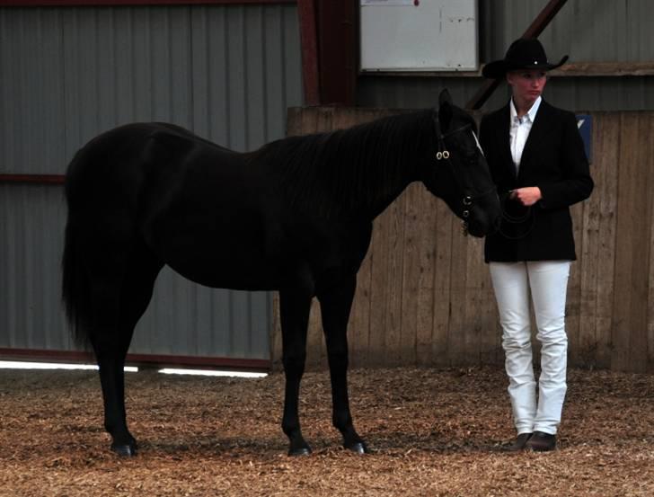 Quarter BB's Black Hot Filly billede 10