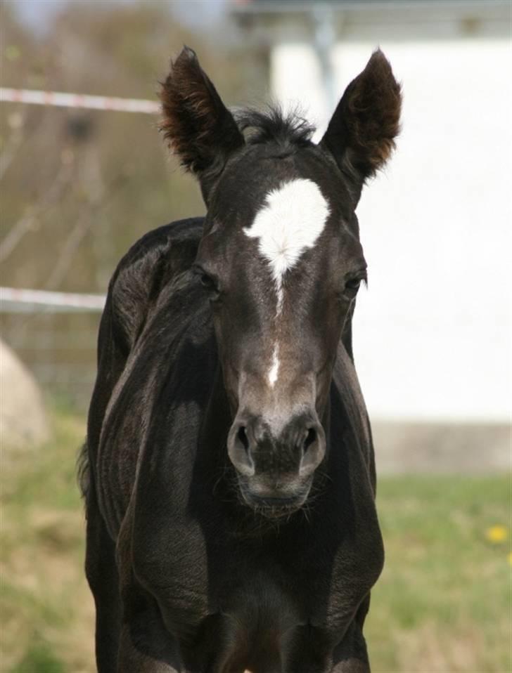 Quarter BB's Black Hot Filly billede 12