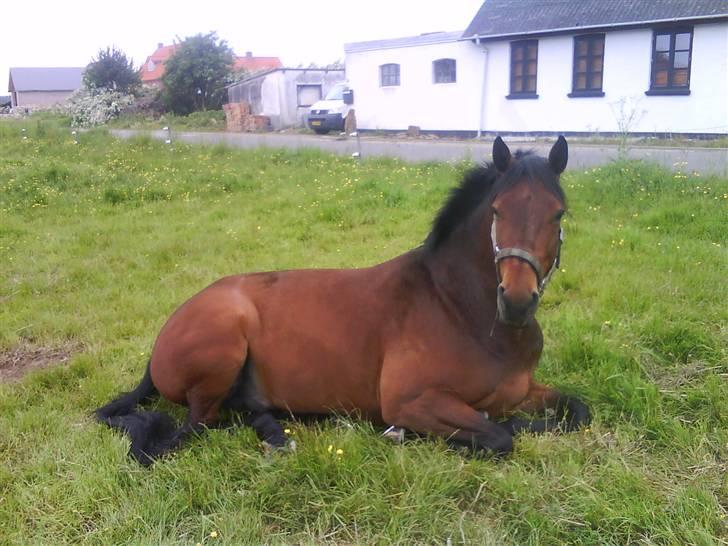 Dansk Varmblod Holmeriks Lancaster † billede 12