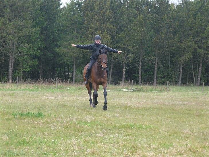 Dansk Varmblod Holmeriks Lancaster † billede 13