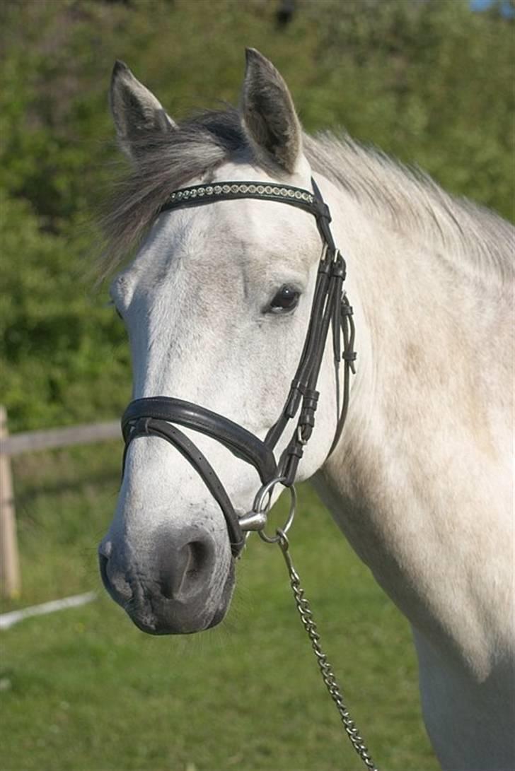 Anden særlig race Chagall (solgt) billede 1