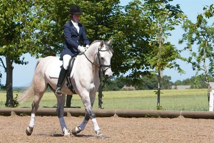 Anden særlig race Chagall (solgt) billede 2