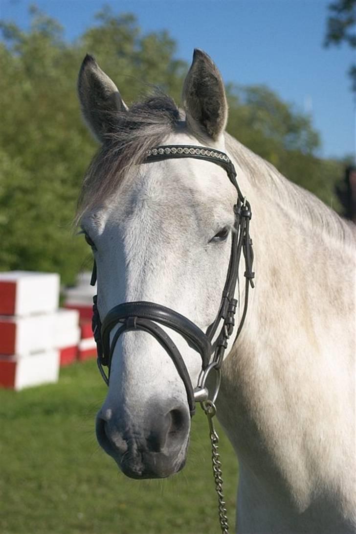 Anden særlig race Chagall (solgt) billede 3