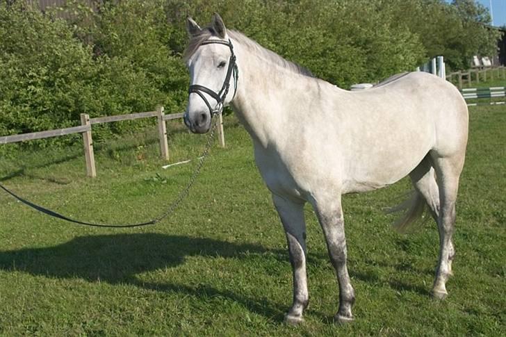 Anden særlig race Chagall (solgt) billede 4