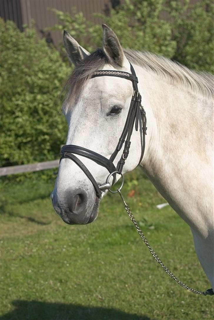 Anden særlig race Chagall (solgt) billede 5