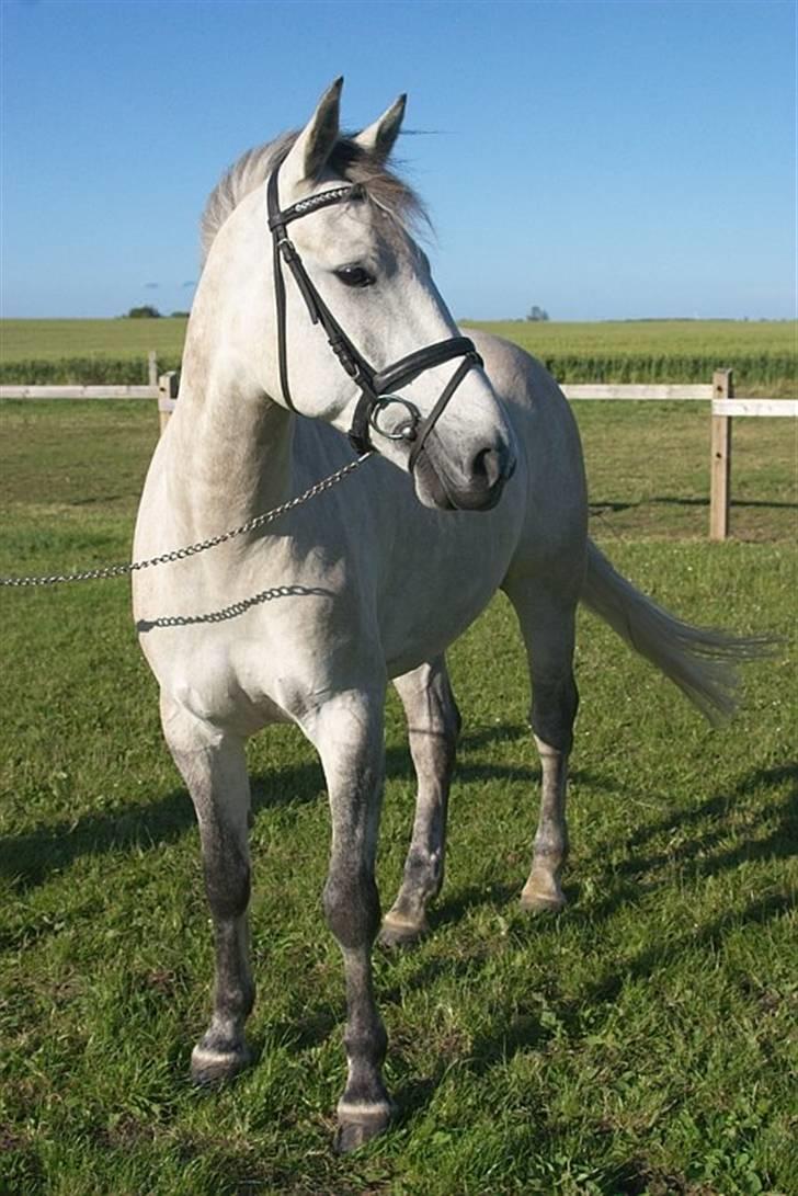 Anden særlig race Chagall (solgt) billede 6