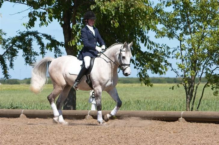 Anden særlig race Chagall (solgt) billede 7