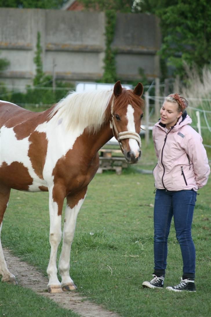 Pinto Classic Star billede 17