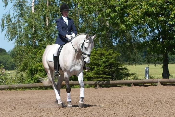 Anden særlig race Chagall (solgt) billede 8