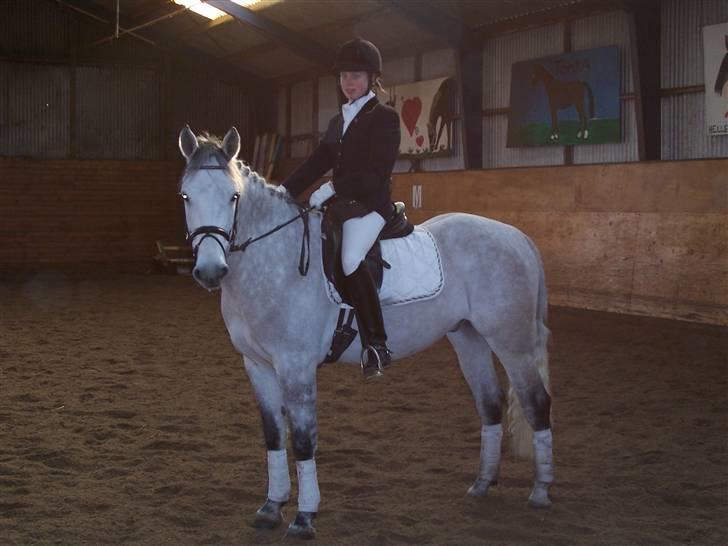 Anden særlig race Chagall (solgt) billede 9