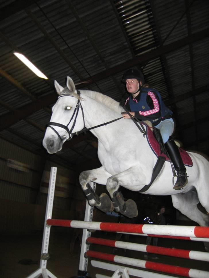 Anden særlig race Chagall (solgt) billede 10