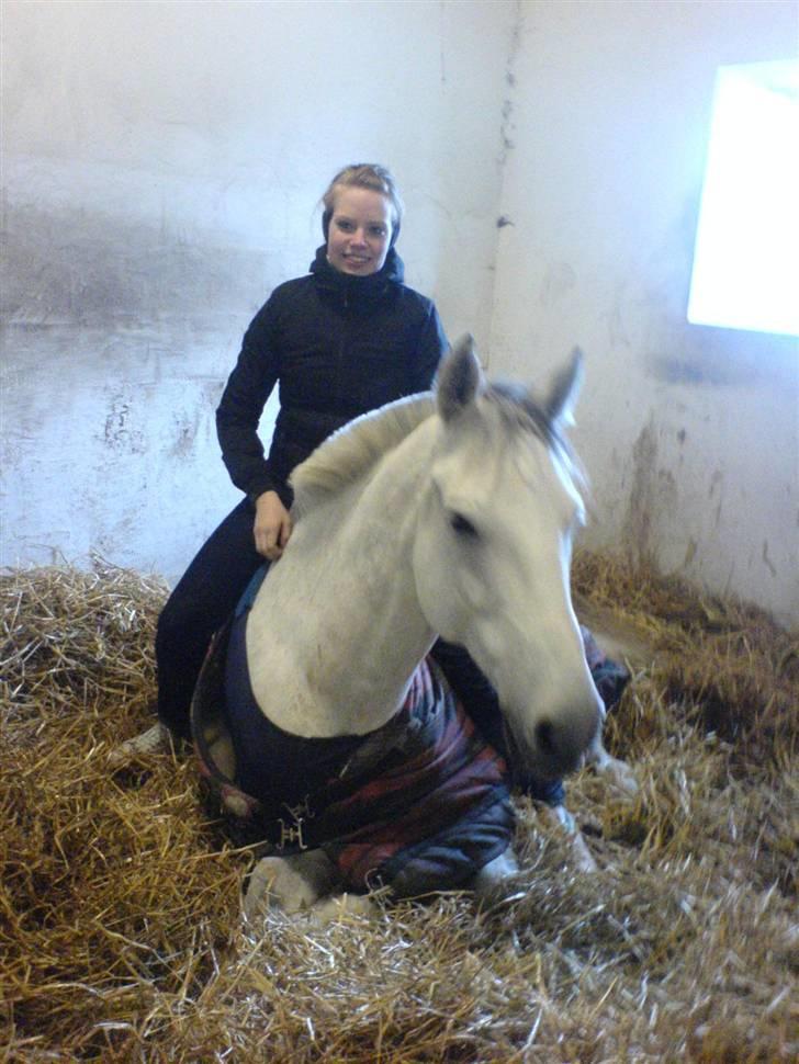 Anden særlig race Chagall (solgt) billede 11