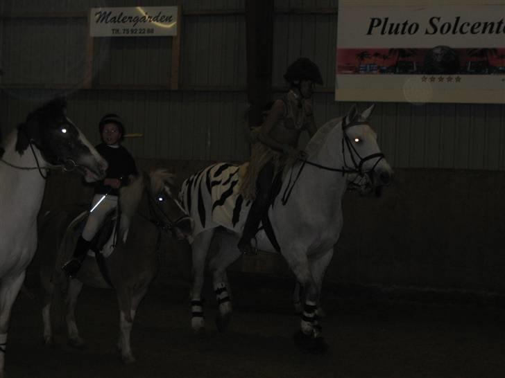 Anden særlig race Chagall (solgt) billede 15