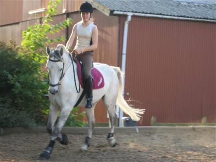 Anden særlig race Chagall (solgt) billede 16