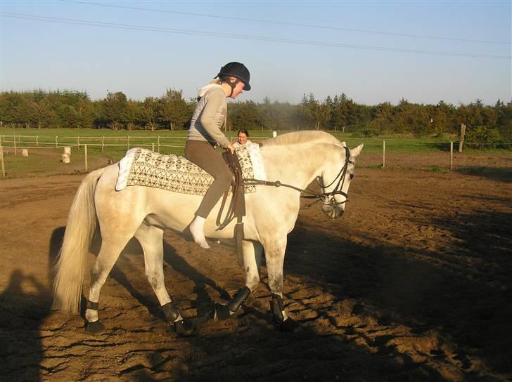Anden særlig race Chagall (solgt) billede 17