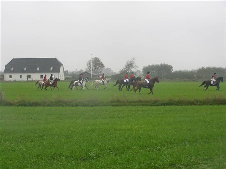 Anden særlig race Chagall (solgt) billede 18