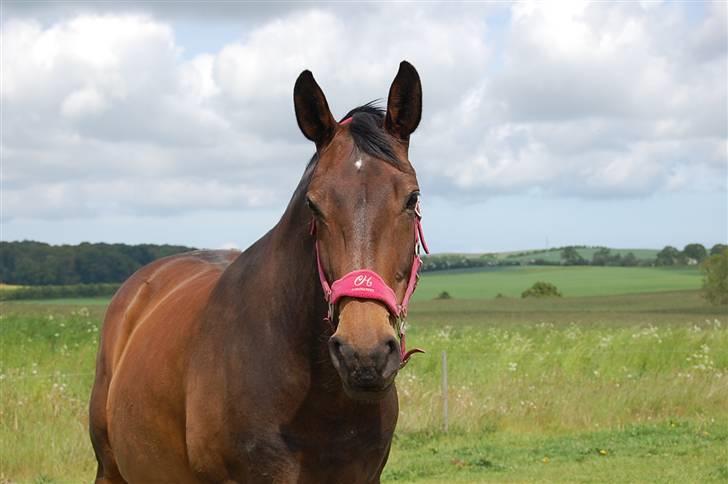Dansk Varmblod Mathilde billede 10