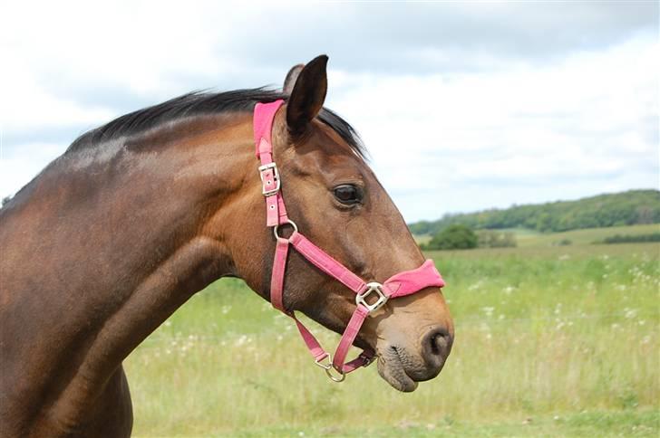 Dansk Varmblod Mathilde billede 11