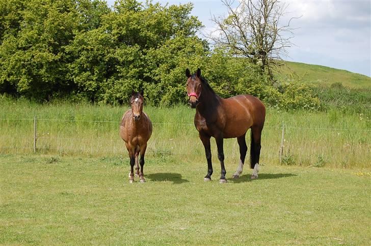 Dansk Varmblod Mathilde billede 12