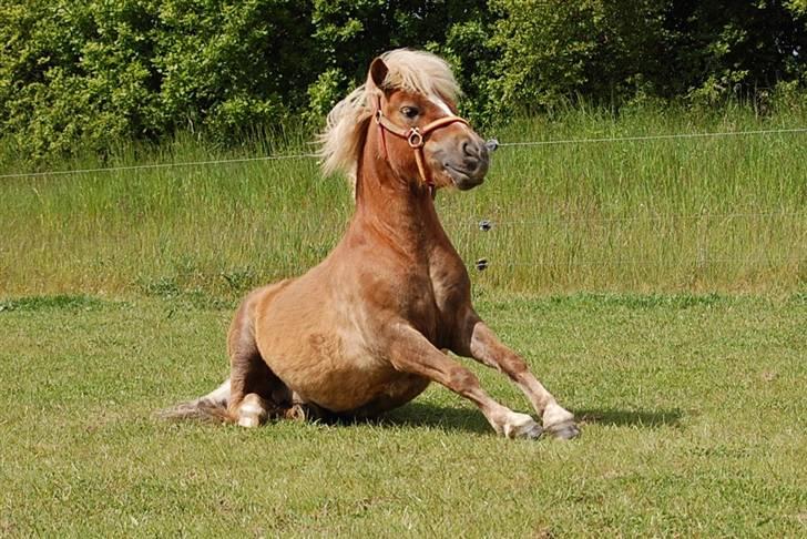 Shetlænder Batman Junior billede 13