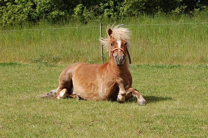 Shetlænder Batman Junior billede 14