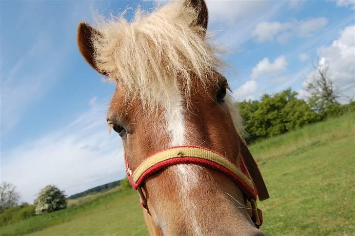 Shetlænder Batman Junior billede 15