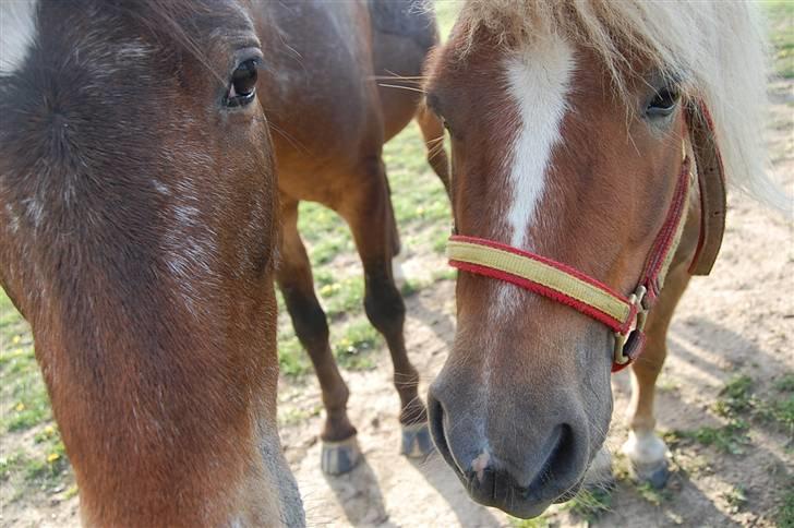 Shetlænder Batman Junior billede 16