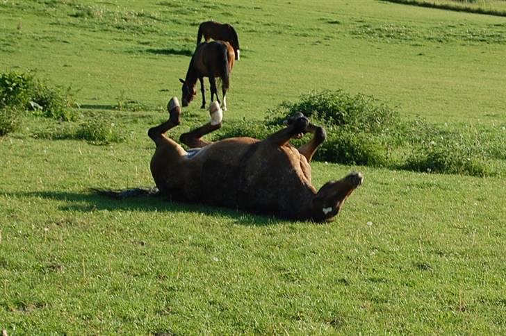 DSP Satisfaction "Solgt" billede 18