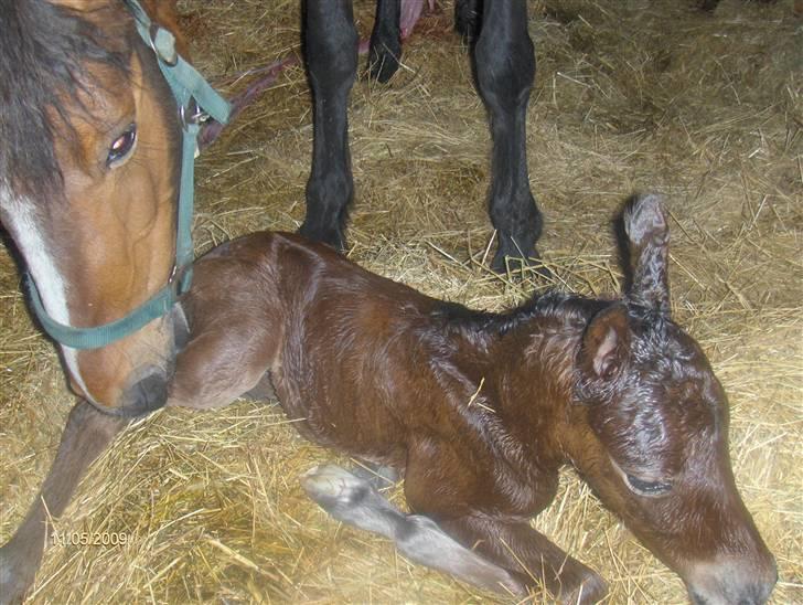 Anden særlig race Beauty billede 13