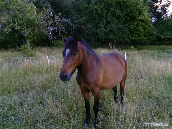Anden særlig race Tjalfe - Skønne Tjalfe billede 1