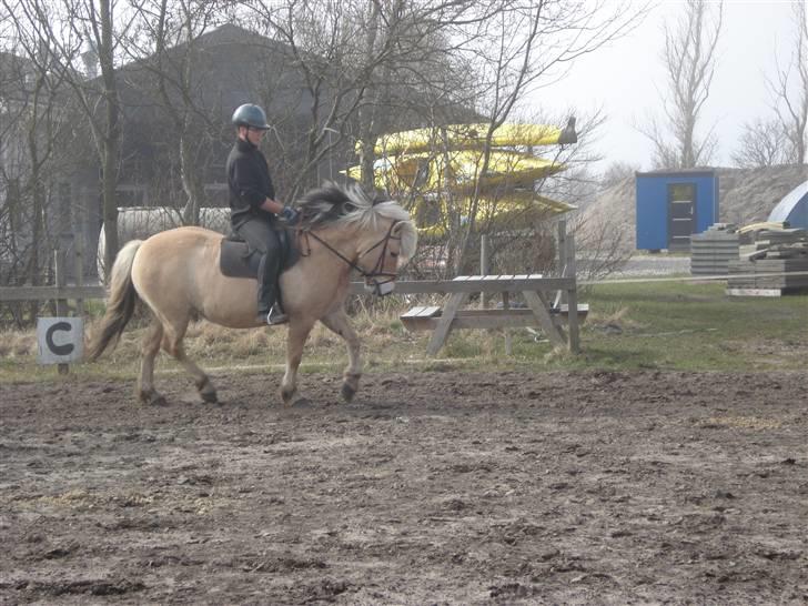 Fjordhest Erika billede 14
