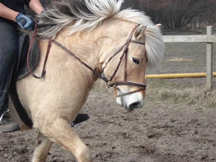 Fjordhest Erika billede 15