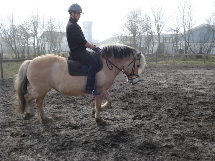 Fjordhest Erika billede 16