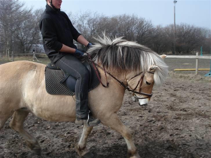 Fjordhest Erika billede 17