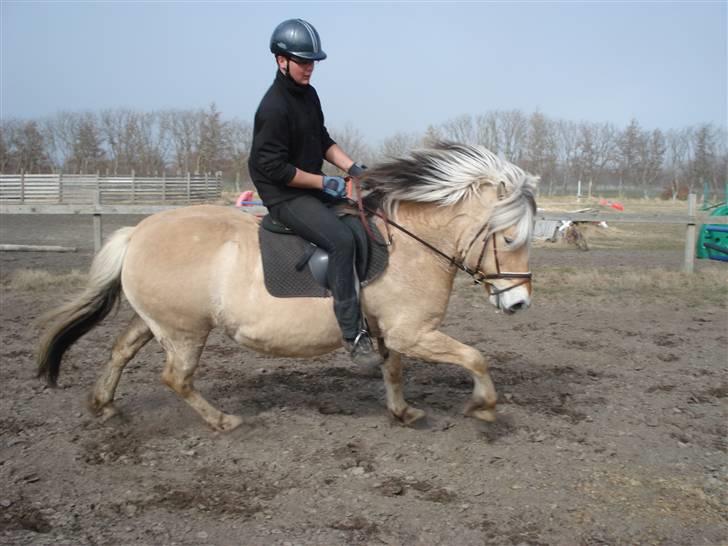 Fjordhest Erika billede 18