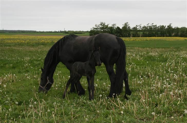 Frieser Dacapo v.d. All Blacks billede 5