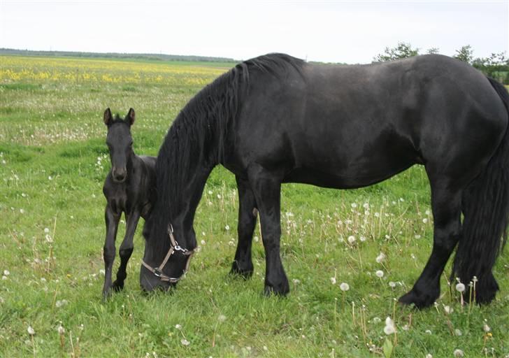 Frieser Dacapo v.d. All Blacks billede 7