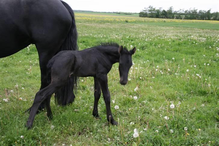 Frieser Dacapo v.d. All Blacks billede 9