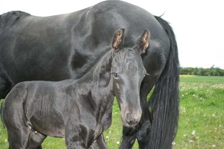 Frieser Dacapo v.d. All Blacks billede 10