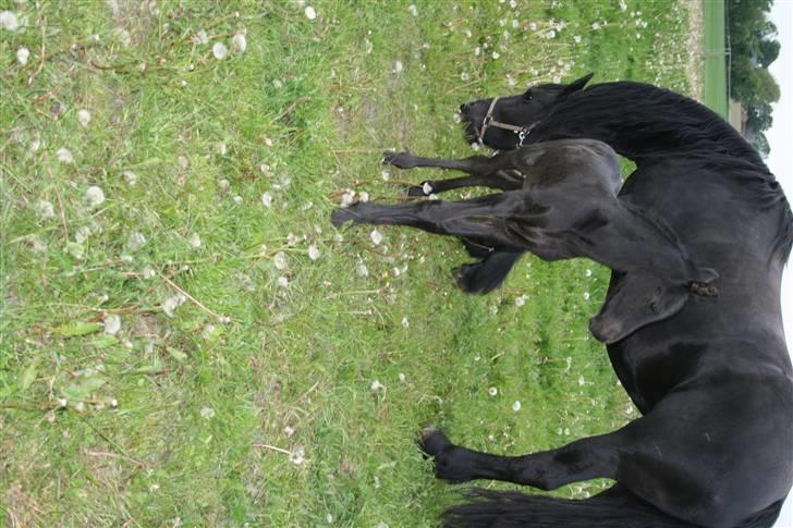 Frieser Dacapo v.d. All Blacks billede 12