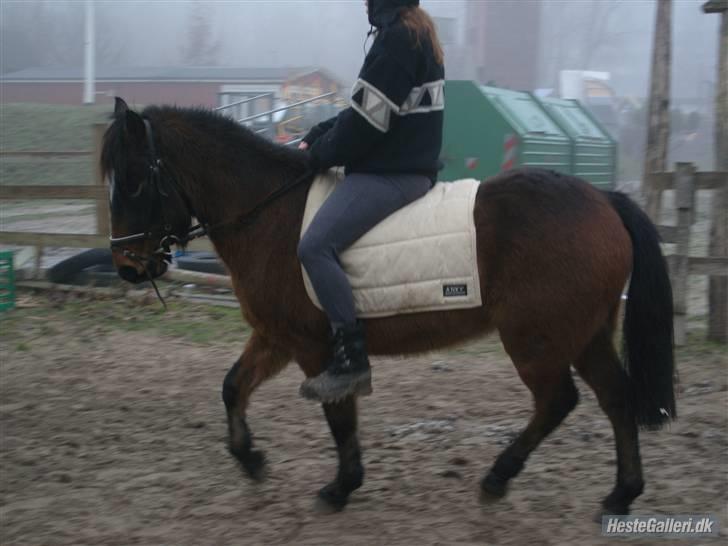 Anden særlig race Tjalfe - Julie træner lidt dressur billede 2